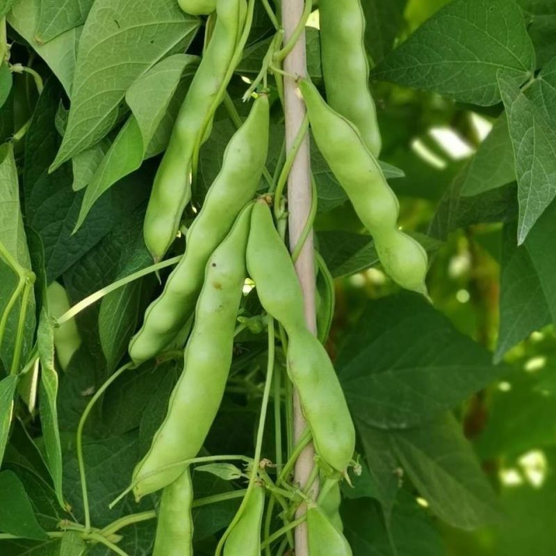 松原大几豆油豆角种子农家菜油豆角籽面糊好吃架豆鼓豆新籽