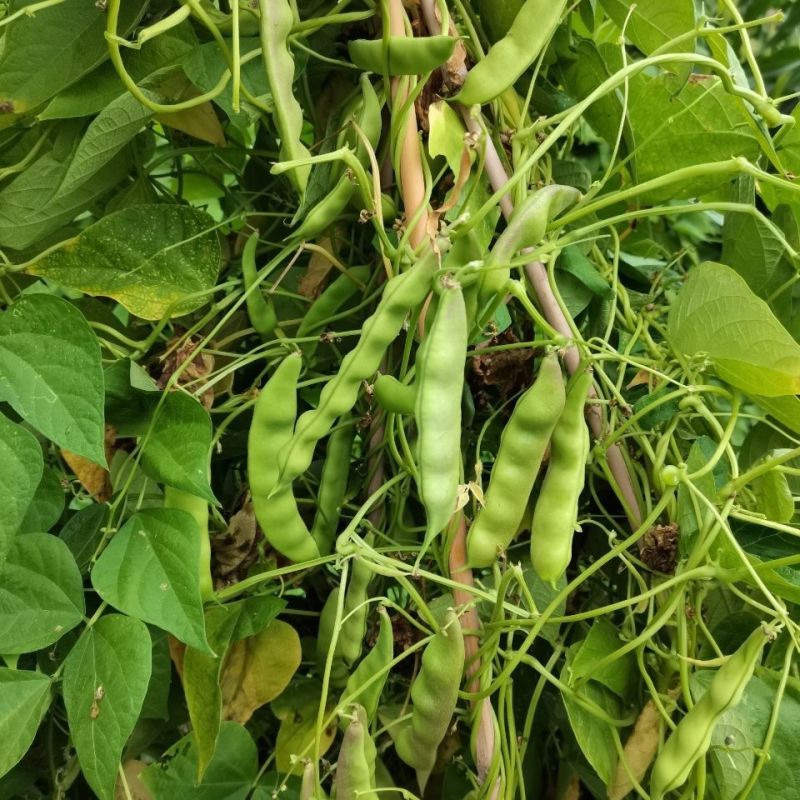 松原大几豆油豆角种子农家菜油豆角籽面糊好吃架豆鼓豆新籽