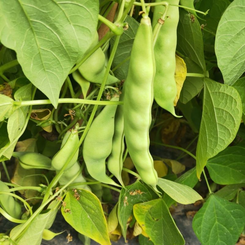松原大几豆油豆角种子农家菜油豆角籽面糊好吃架豆鼓豆新籽