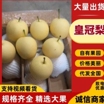 赵县皇冠梨，货源稳定，品质保证诚信经营欢迎来电