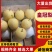 赵县皇冠梨，货源稳定，品质保证诚信经营欢迎来电