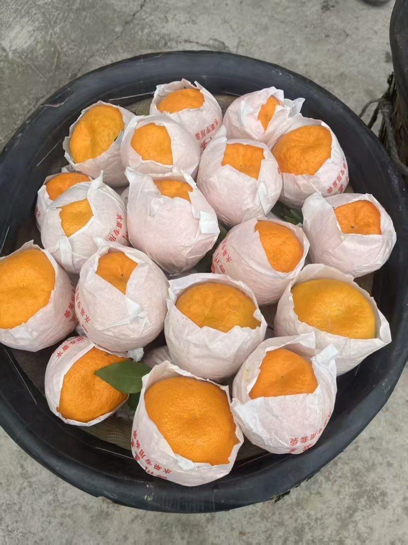 眉山丹棱耙耙柑大量供应中，每天都是新鲜货，随时安排