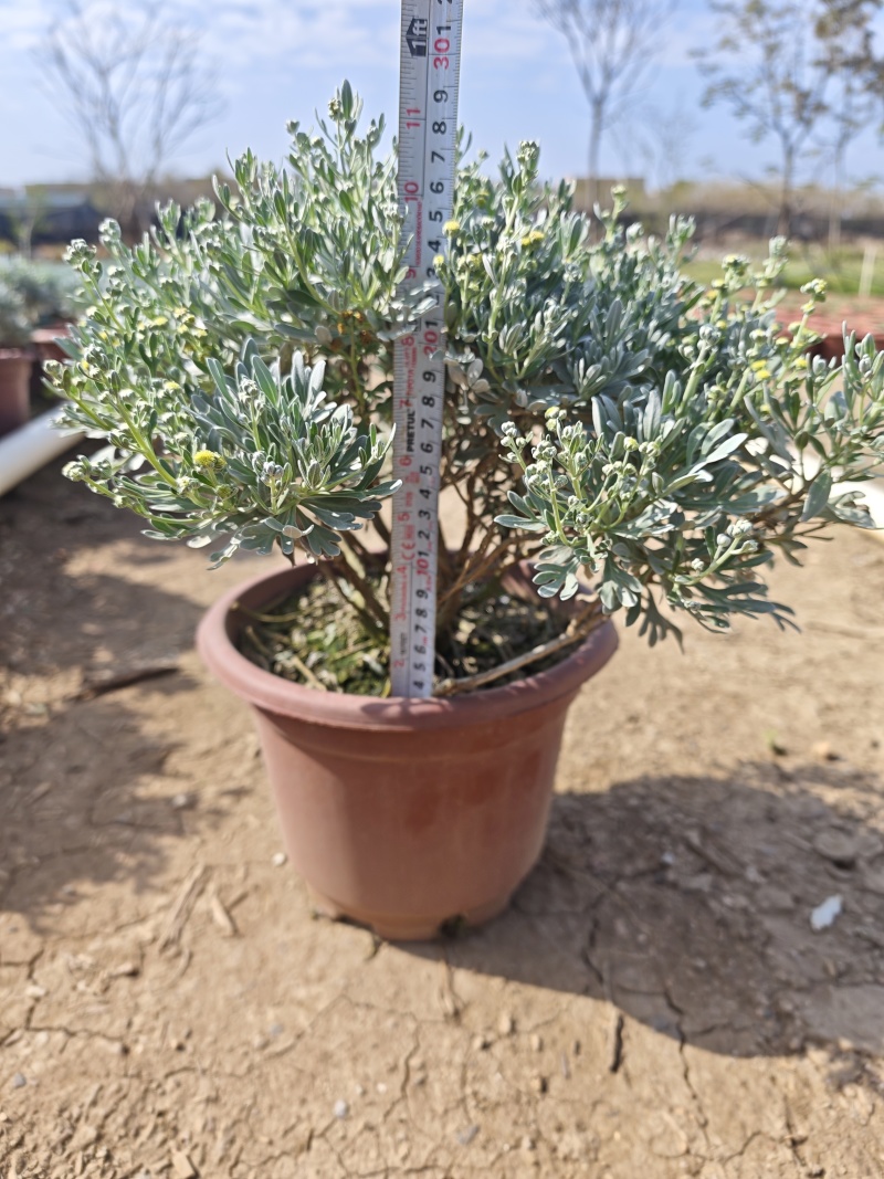 出售:300红盆芙蓉菊，有高的，有矮的
