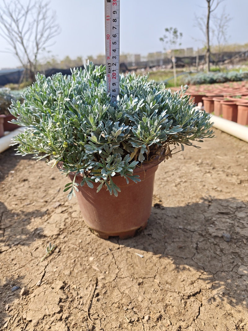 出售:300红盆芙蓉菊，有高的，有矮的