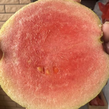 红宝石芭乐番石榴无籽