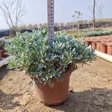 出售:300红盆芙蓉菊，有高的，有矮的