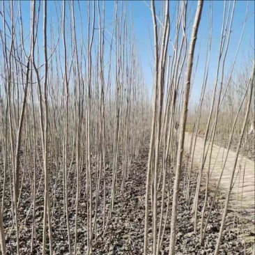意杨69基地直发，量大价优，支持整车发货、全国配送