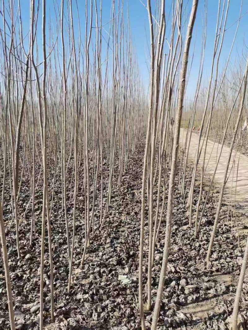 意杨69基地直发，量大价优，支持整车发货、全国配送