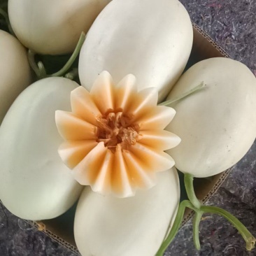 山东红金蜜甜瓜大量供应