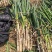 河南周口拇指钢葱，无花苞，可发挂车，量大从优