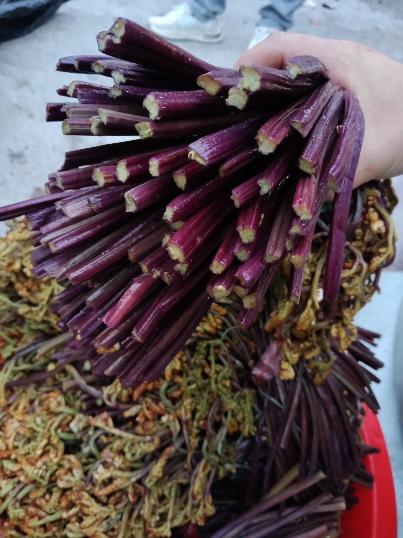 蕨菜红蕨菜