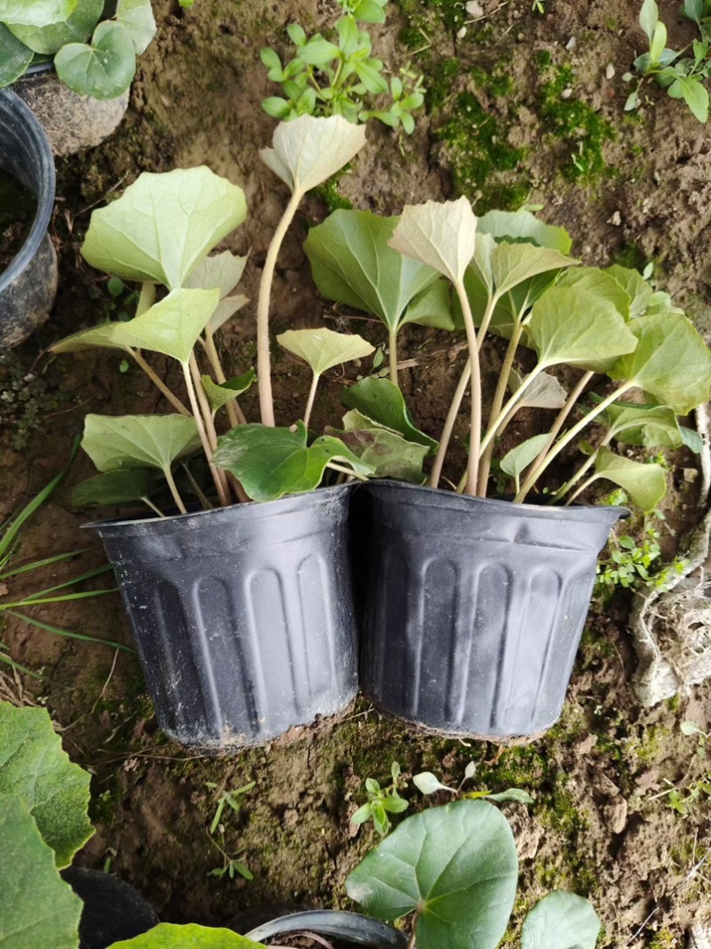 吴风草