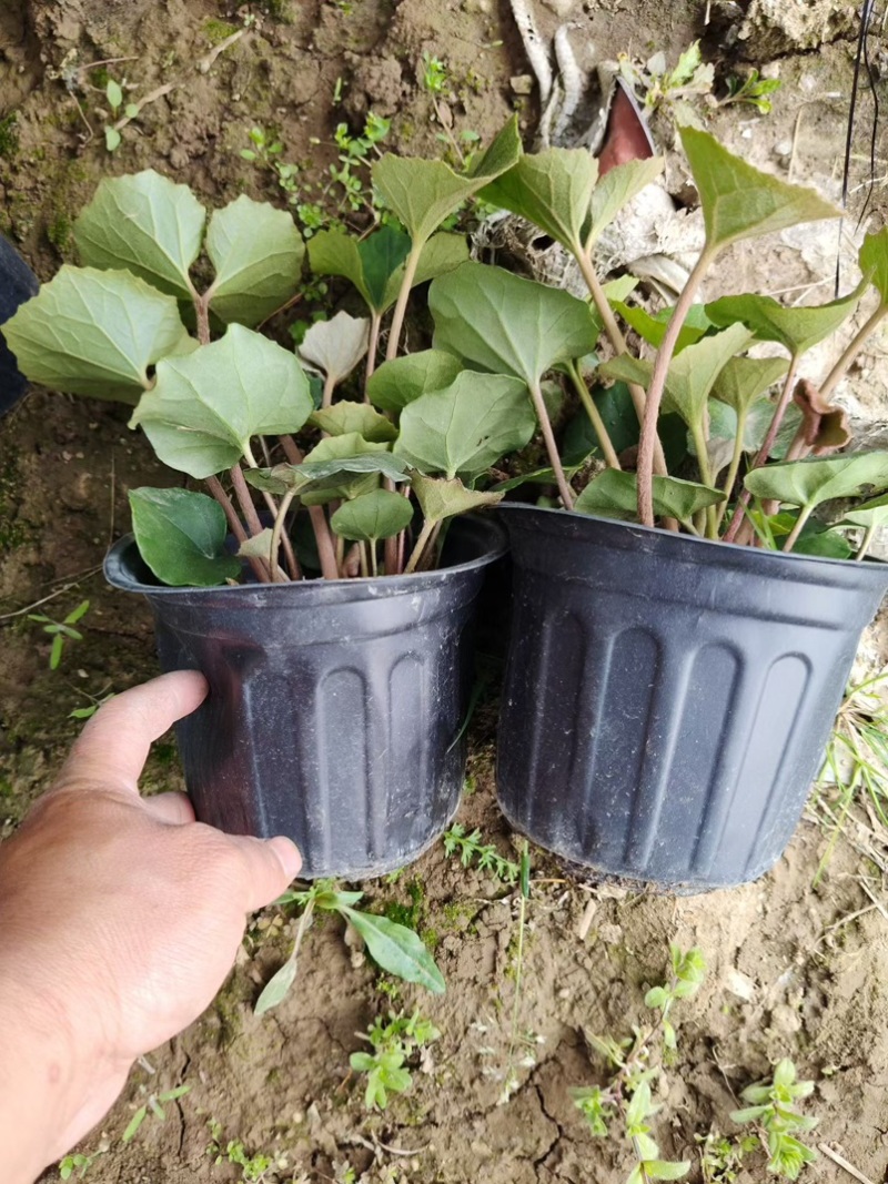 吴风草