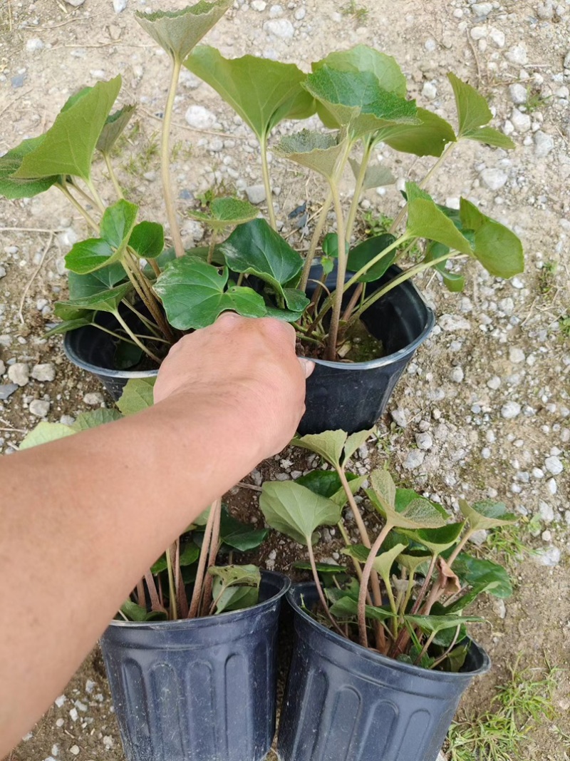 吴风草