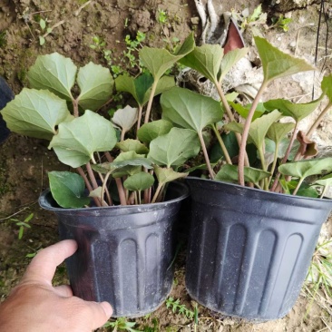 吴风草
