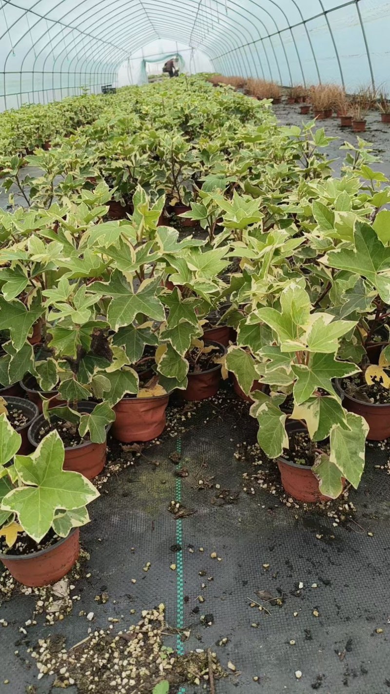 花叶熊掌木