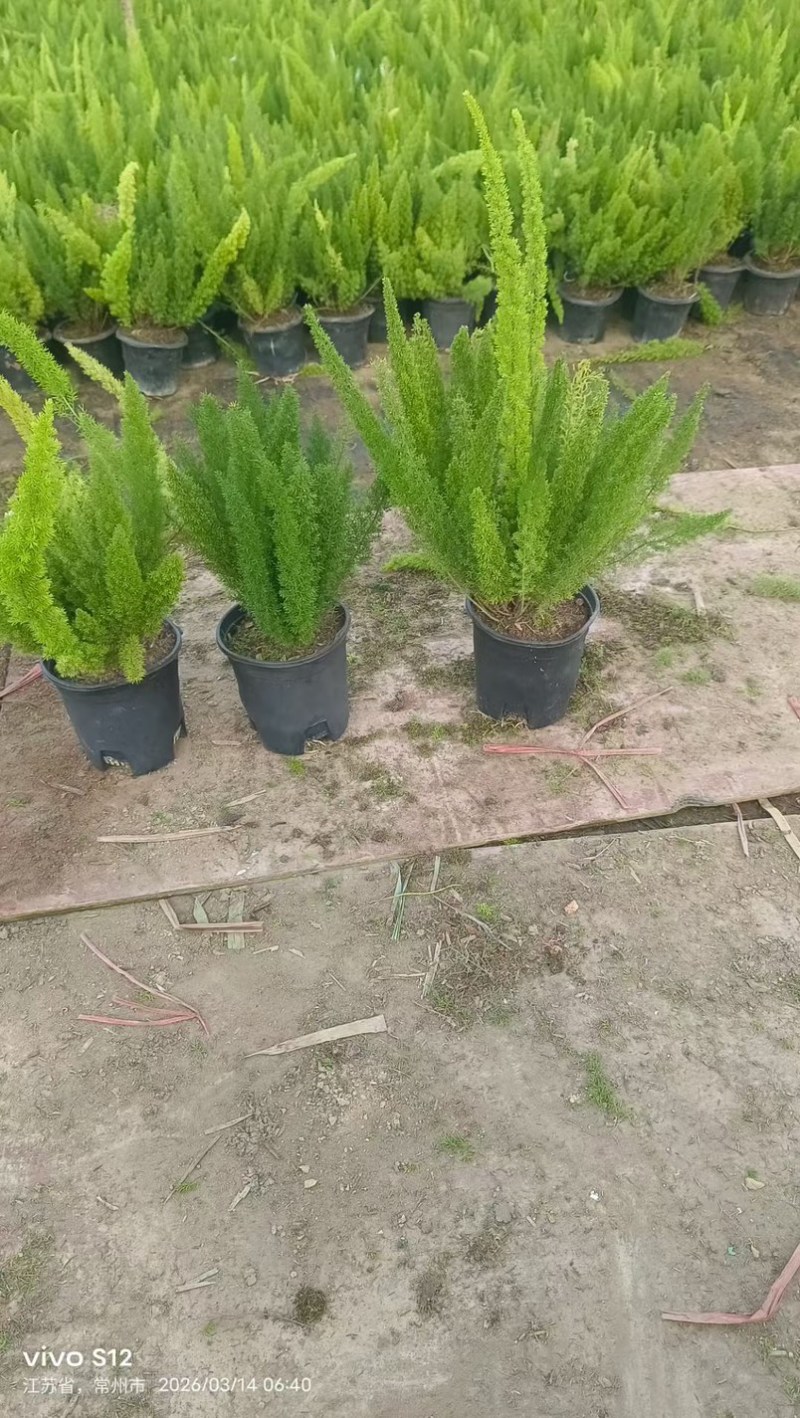 狐尾天门冬