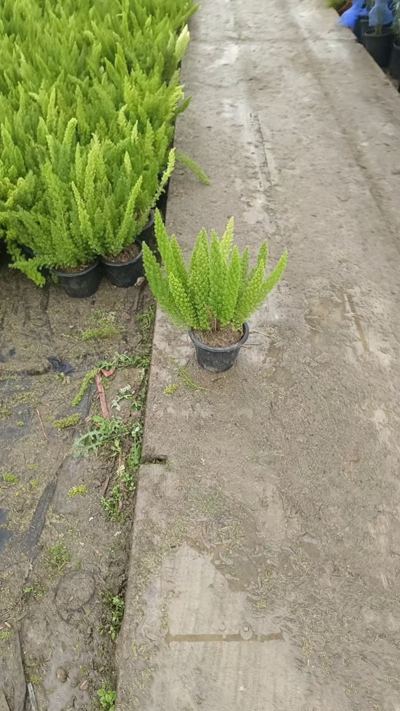 狐尾天门冬