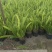 狐尾天门冬