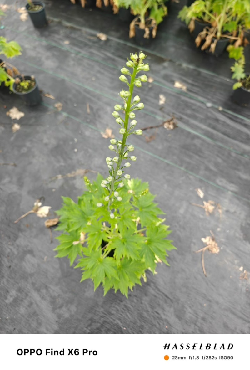 大花飞燕草