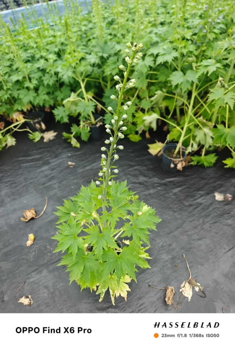 大花飞燕草