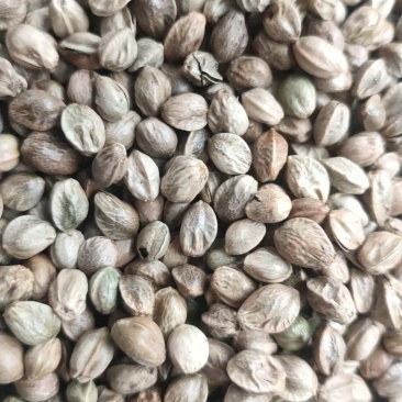 批发大麻子，颗粒饱满，无杂质。