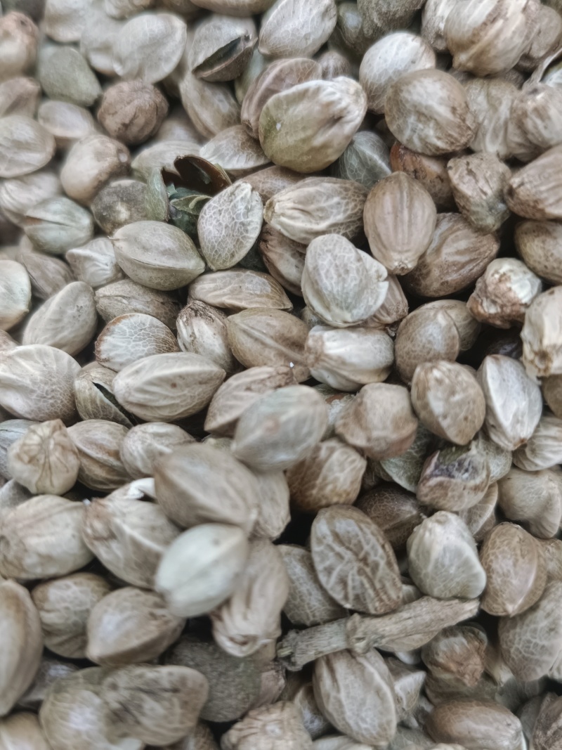 批发大麻子，颗粒饱满，无杂质。