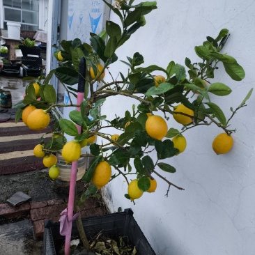 香水柠檬