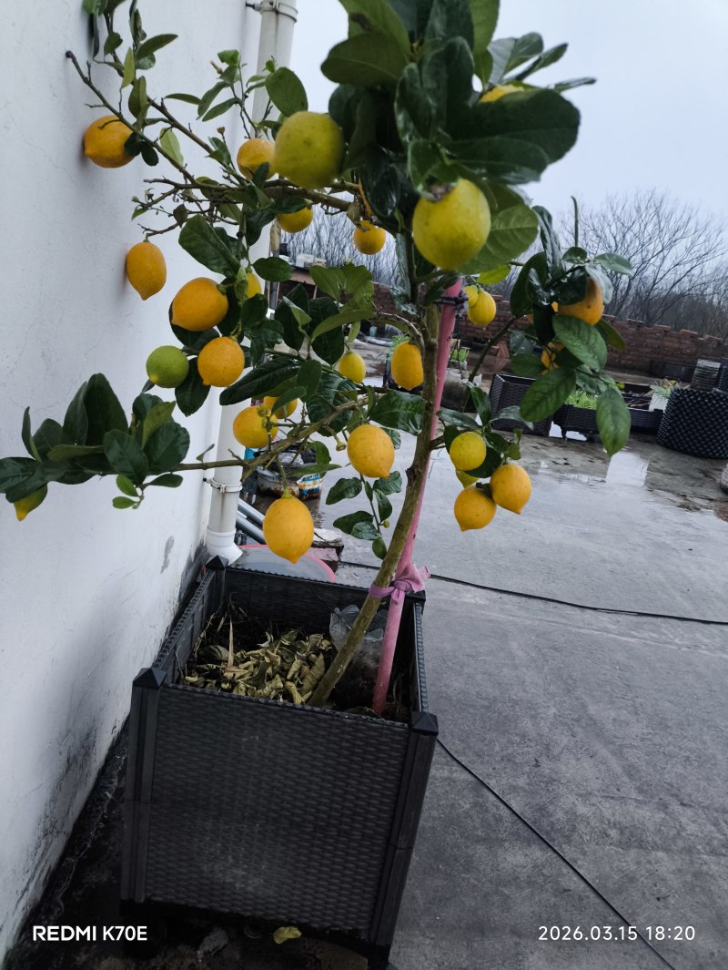 香水柠檬