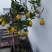 香水柠檬