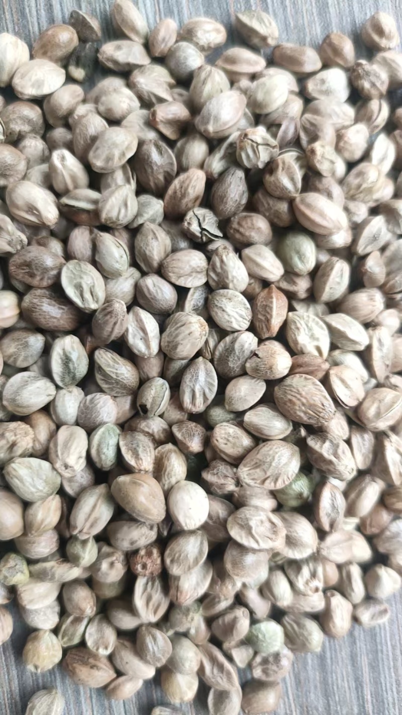批发大麻子，颗粒饱满，无杂质。