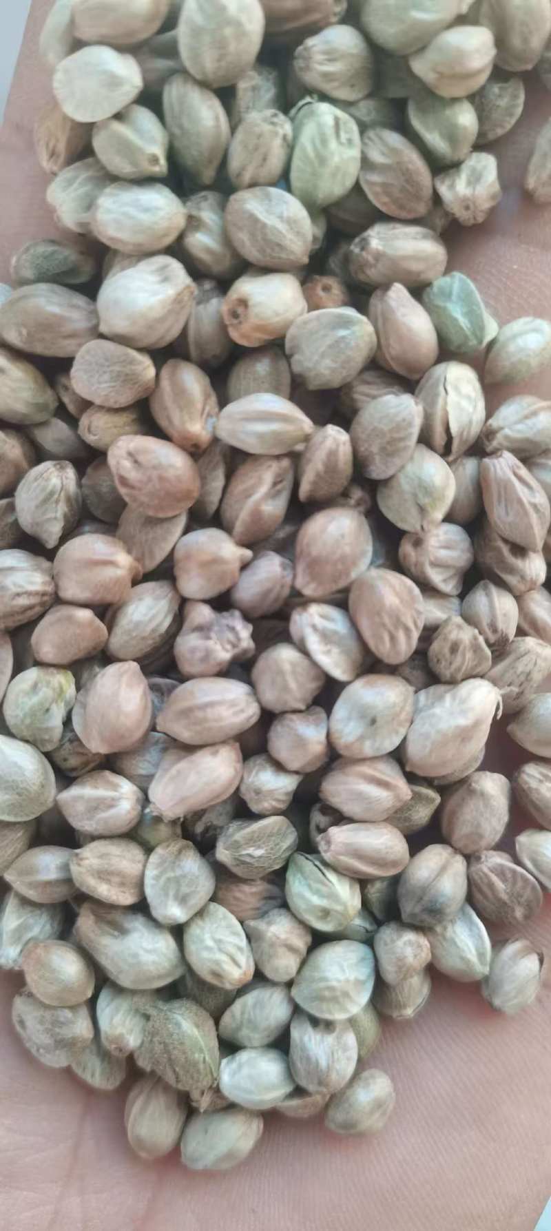 批发大麻子，颗粒饱满，无杂质。