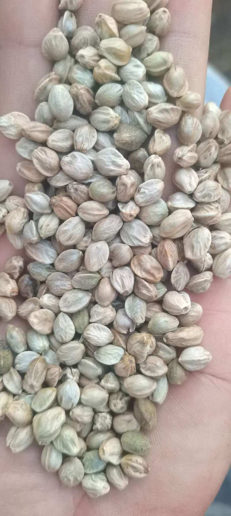 批发大麻子，颗粒饱满，无杂质。