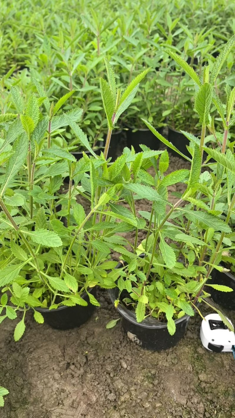 柳叶马鞭草