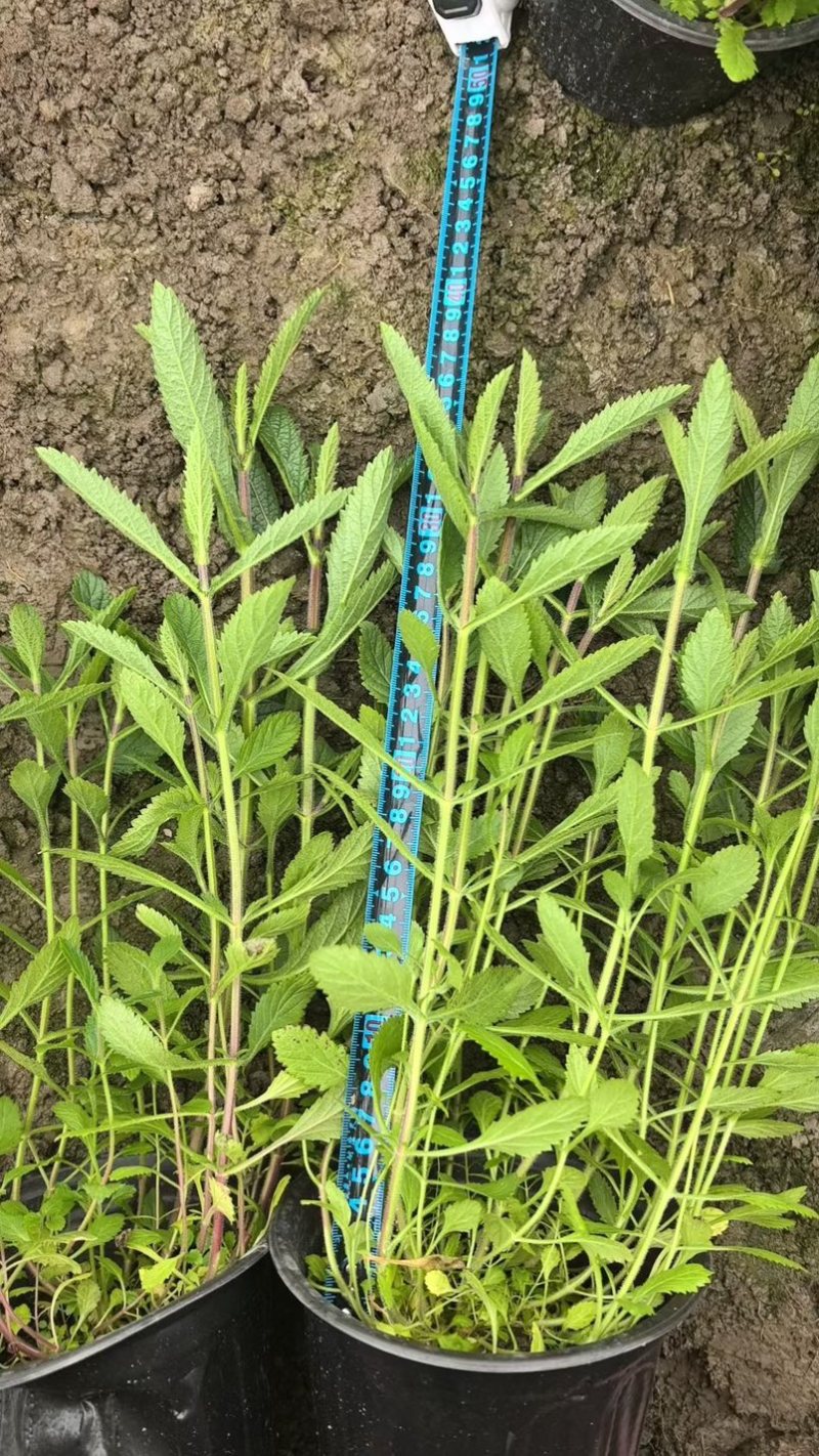 柳叶马鞭草