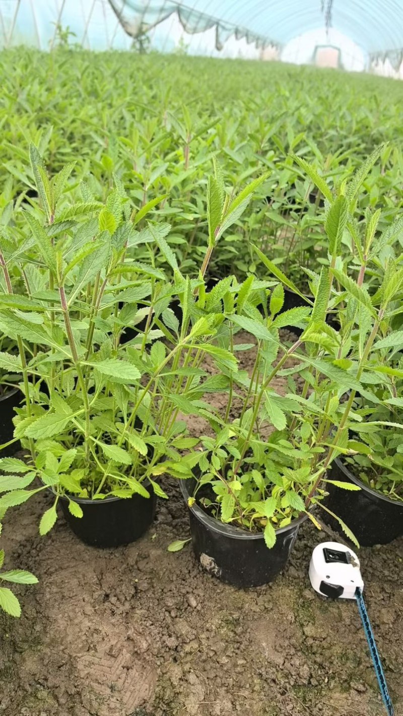 柳叶马鞭草