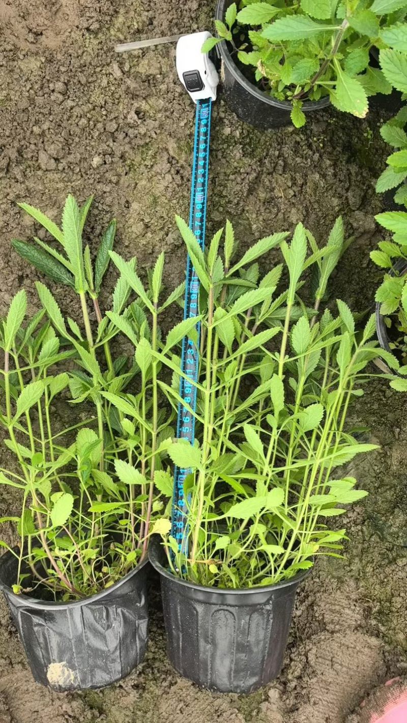 柳叶马鞭草