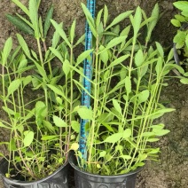 柳叶马鞭草
