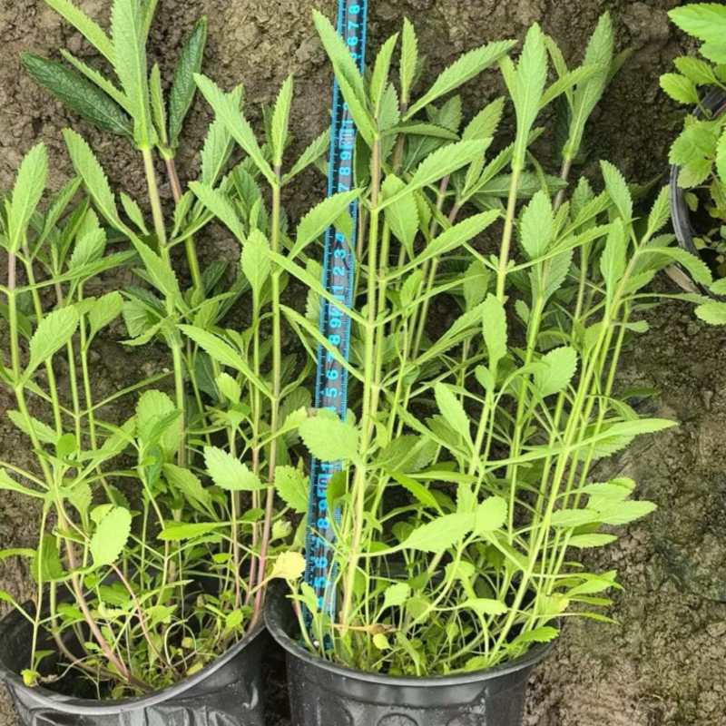 柳叶马鞭草