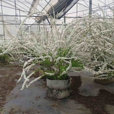 喷雪花