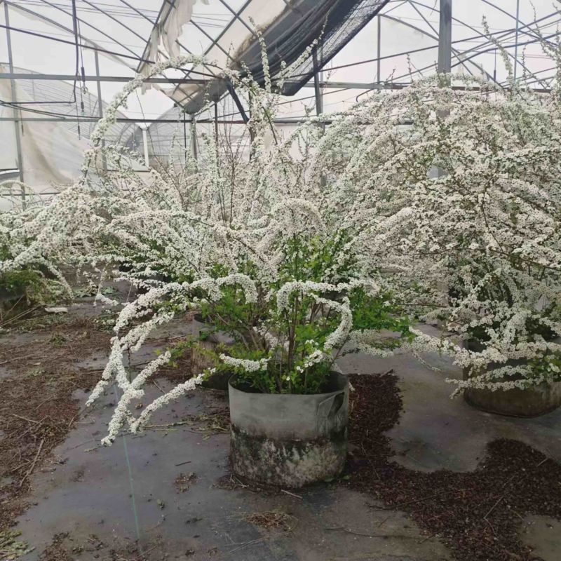 喷雪花