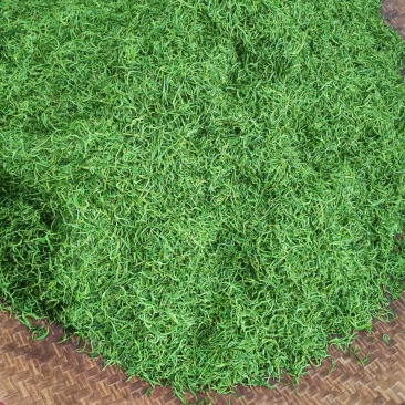 湘西黄金茶（绿茶，红茶）