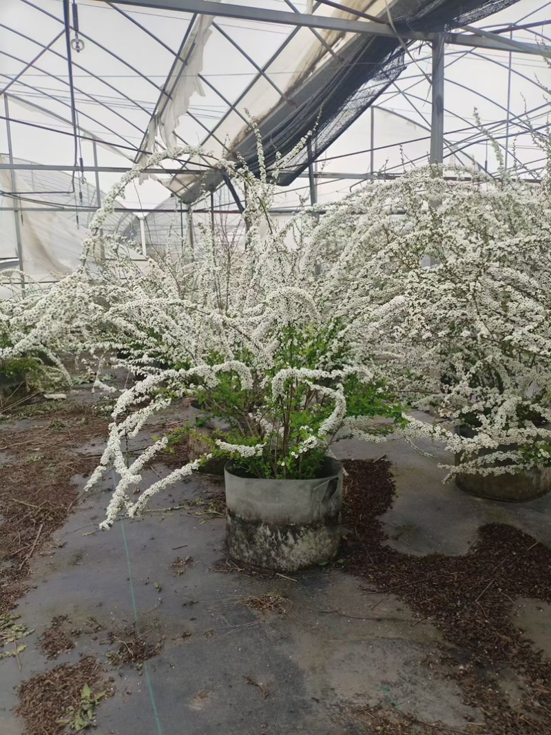喷雪花