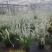 喷雪花