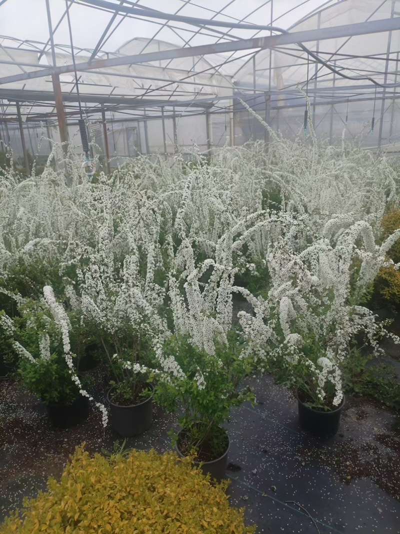 喷雪花