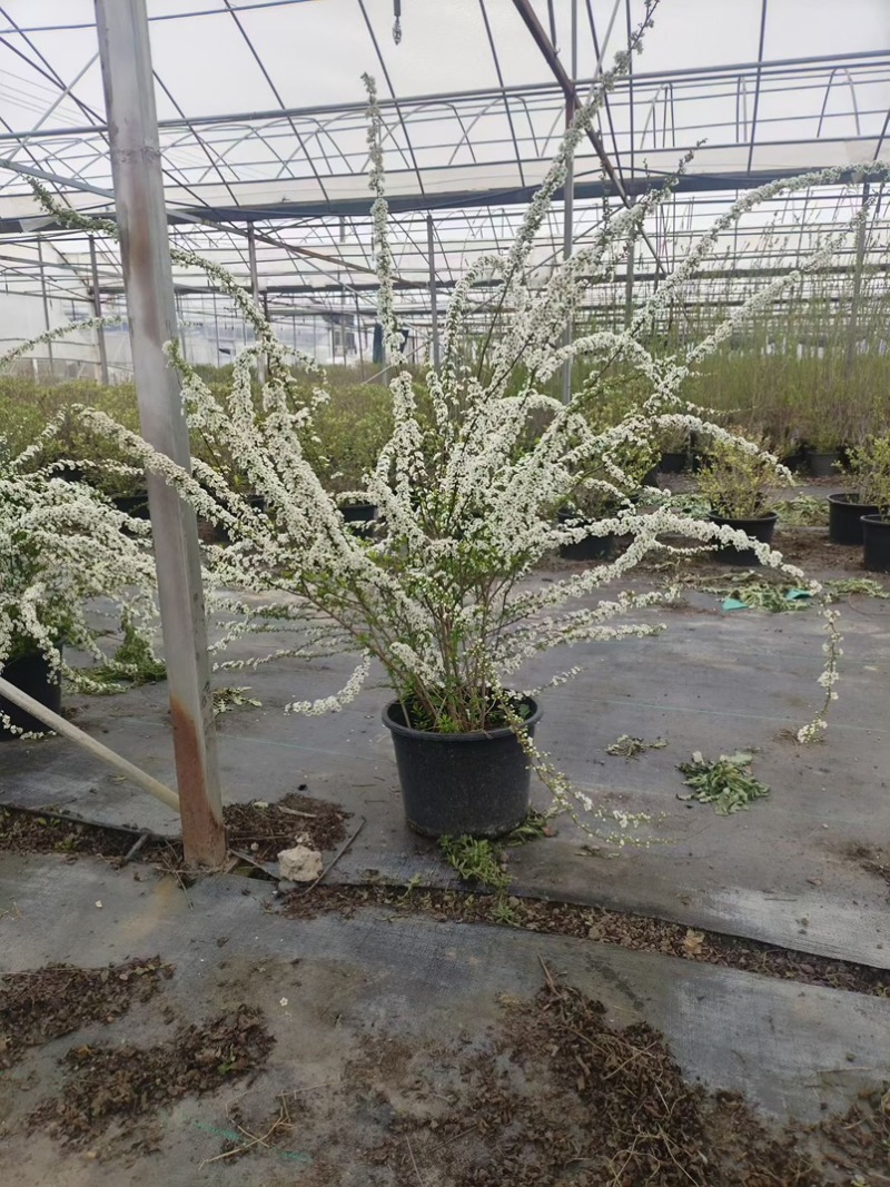 喷雪花