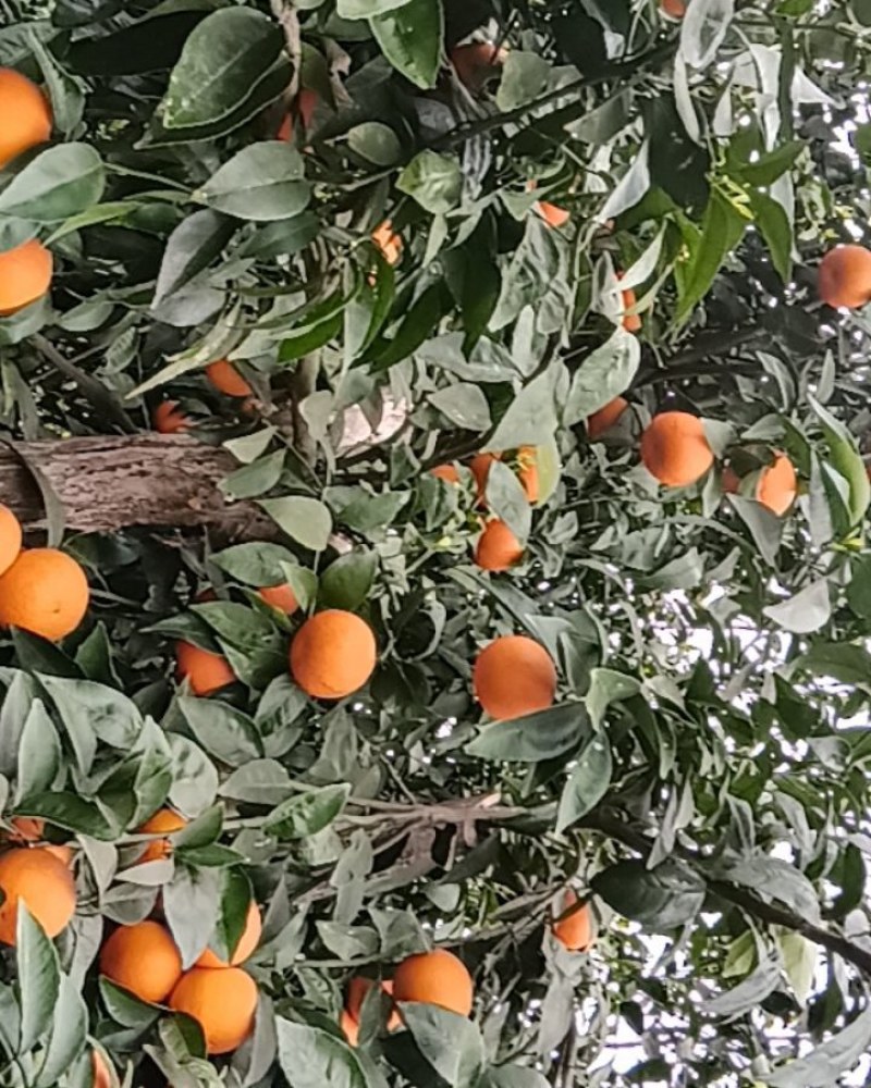 沃柑