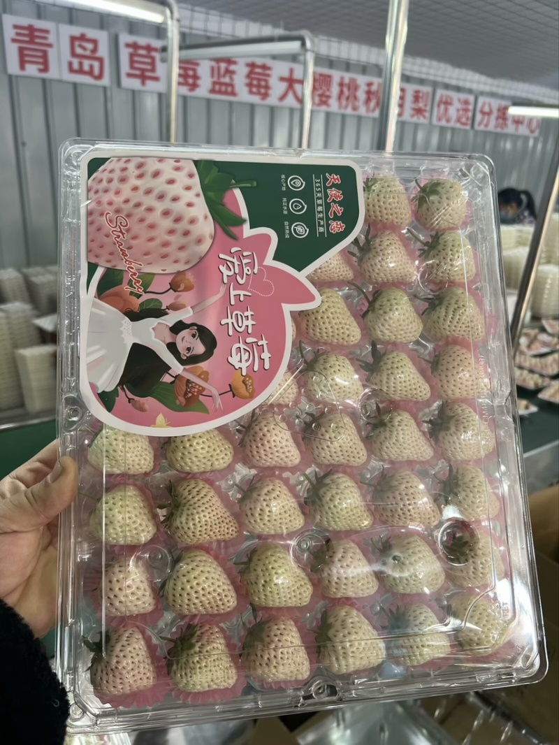 白草莓芊雪梦之莹越雪妃