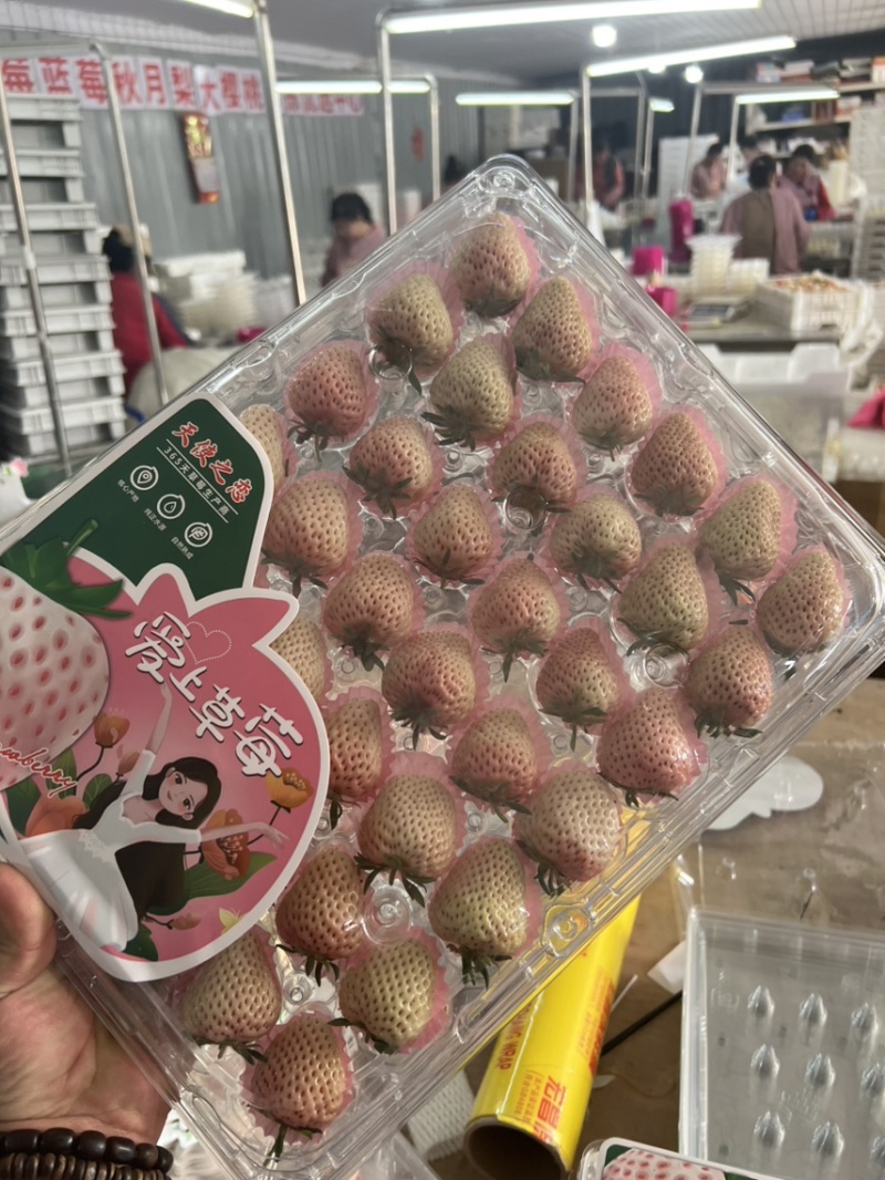 白草莓芊雪梦之莹越雪妃