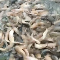 塘角